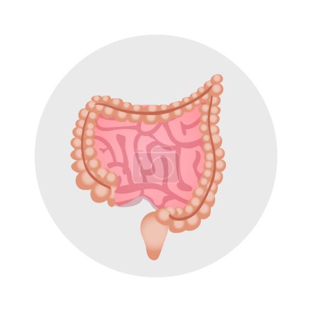 Ilustración de Icono de intestinos humanos en la ilustración de vectores de estilo plano - Imagen libre de derechos