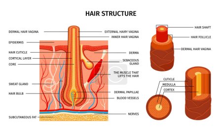 Illustration for Realistic hair structure composition with scientific views of muscles bulbs cuticle layers with editable text captions vector illustration - Royalty Free Image