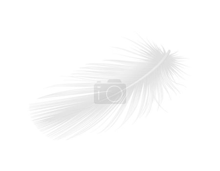 Illustration for White clean bird feather realistic vector illustration - Royalty Free Image