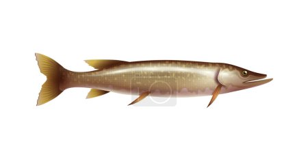 Hechtfisch auf weißem Hintergrund realistische Vektor-Illustration