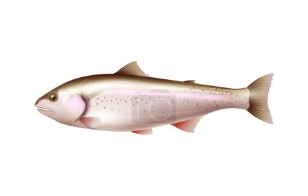 Illustration for Realistic salmon fish on white background vector illustration - Royalty Free Image