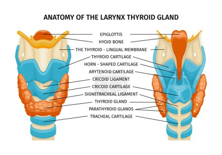 Ilustración de Laringe composición de la anatomía de la tráquea tiroidea con leyendas de texto que apuntan a las glándulas ligamentos huesos en la ilustración del vector de imagen educativa - Imagen libre de derechos