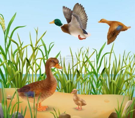 Illustration for Adult ducks and juvenile duckling in natural habitat realistic vector illustration - Royalty Free Image