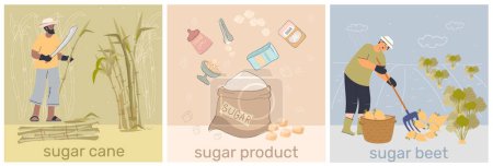 Illustration for Sugar production set with three compositions of text workers gathering canes beets with ready product packages vector illustration - Royalty Free Image