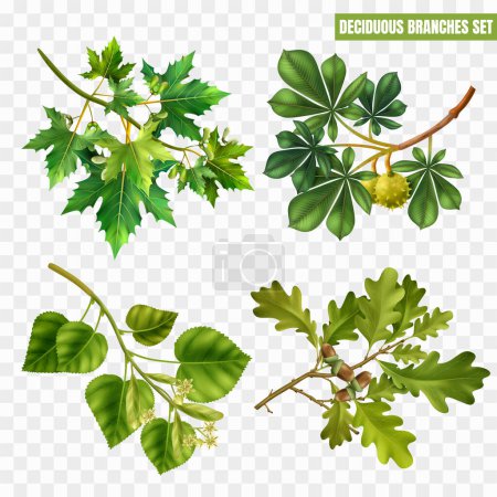 Realistic deciduous tree branches with green leaves set with maple chestnut linden and oak isolated on transparent background vector illustration