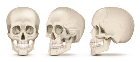 Téléchargez les illustrations : Crânes humains réalistes vues de face et latérales isolées sur fond blanc illustration vectorielle - en licence libre de droit