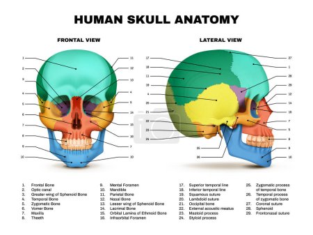 Téléchargez les illustrations : Anatomie du crâne humain couleur avant et vues latérales infographie réaliste sur fond blanc illustration vectorielle - en licence libre de droit