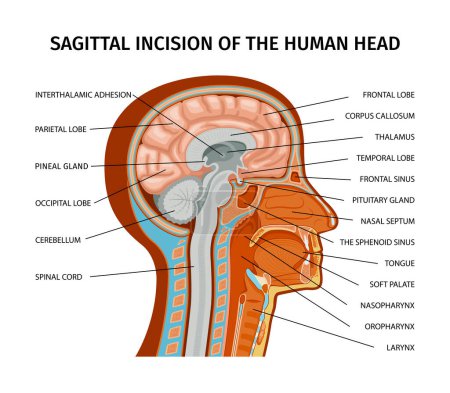Illustration for Anatomy of human composition with profile view of human head with colored parts and text captions vector illustration - Royalty Free Image