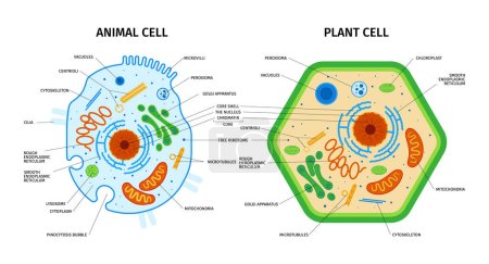 Cell anatomy of plant and animal composition with set of colorful educational images with text captions vector illustration