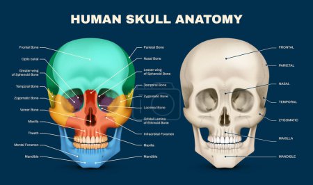 Illustration for Human skull anatomy front view infographic with labelled parts on dark blue background realistic vector illustration - Royalty Free Image