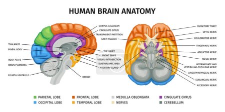 Brain anatomy infographics with front and side profile views of human brain with colorful captioned parts vector illustration