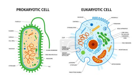 Zellanatomie der eukaryotischen und prokaryotischen Zusammensetzung mit einer Reihe farbenfroher Bilder mit Zeigern Textunterschriften Vektorillustration