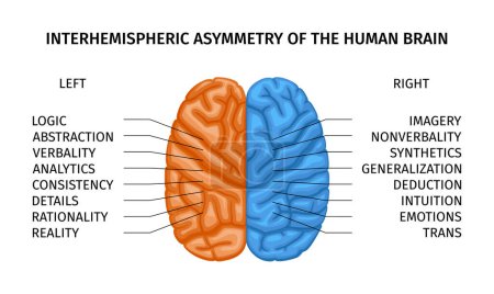 Composición de la parte creativa del cerebro humano izquierdo y derecho con mitades codificadas por color del cerebro con ilustración de vectores de texto