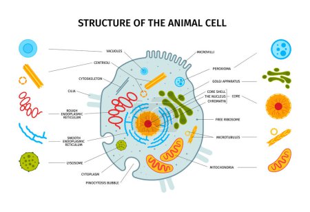Cell anatomy horizontal composition with set of isolated colorful cell element icons with text captions pointers vector illustration