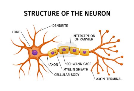 Neuron anatomy composition with educational structure of brain cell with colored elements and editable text captions vector illustration