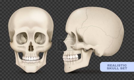 Téléchargez les illustrations : Crâne humain vues avant et latérales ensemble réaliste sur fond transparent illustration vectorielle isolée - en licence libre de droit