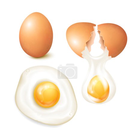 Téléchargez les illustrations : Oeufs de poulet réalistes sertis d'une illustration vectorielle de blanc de fond fissuré et frit isolé - en licence libre de droit