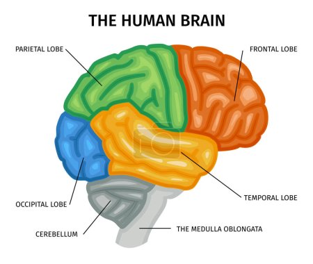 Composition de l'anatomie cérébrale avec vue de profil isolée du cerveau humain avec des parties colorées et des légendes de texte illustration vectorielle