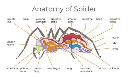 Ilustración de Insecto araña composición infográfica plana con vista anatómica de la araña con leyendas de texto que apuntan a la ilustración del vector corporal - Imagen libre de derechos