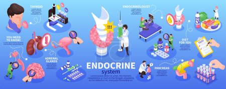 Ilustración de Infografía del endocrinólogo isométrico con el sistema endocrino glándulas suprarrenales páncreas tiroideo y otras descripciones ilustración vectorial - Imagen libre de derechos