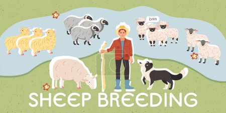 Ilustración de Agricultor de pie en el césped con varias razas de ovejas plana collage vector ilustración - Imagen libre de derechos