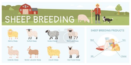 Sheep breeding flat infographic with various breeds and products vector illustration