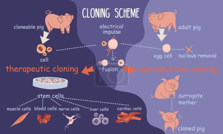 Ilustración de Clonación genética composición infográfica plana con diagrama diagrama diagrama de iconos de células sanguíneas de cerdos y leyendas de texto ilustración vectorial - Imagen libre de derechos