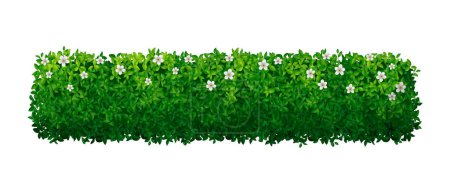 Téléchargez les illustrations : Haie de buisson vert réaliste avec des fleurs blanches illustration vectorielle - en licence libre de droit