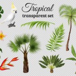 Tropical set with isolated images of exotic leaves plants and trees with parrots on transparent background vector illustration