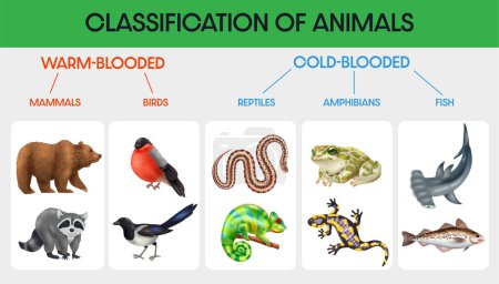 Illustration for Classification of animals flat infographic with diagram warm blooded and cold blooded vector illustration - Royalty Free Image