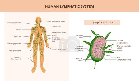 Illustration for Human lymphatic system and lymph structure flat infographic anatomical poster with text captions vector illustration - Royalty Free Image