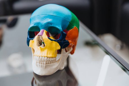 Téléchargez les photos : Sur une table transparente se trouve un mannequin de crâne humain. Le modèle du crâne pour la chirurgie maxillofaciale et la dentisterie. Ferme là. Espace de copie. - en image libre de droit