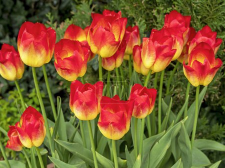 Photo for Closeup of beautiful bright yellow and red tulips in a garden, variety Hypnose - Royalty Free Image