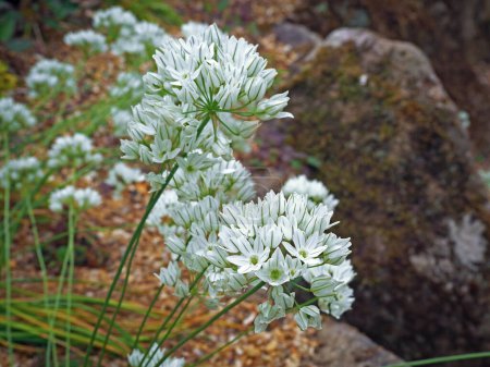 Photo for Little white fools onion flowers, Triteleia hyacinthina, in a rock garden - Royalty Free Image