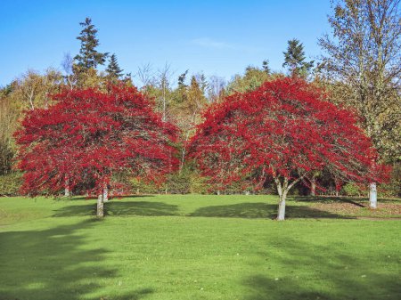 Téléchargez les photos : Deux aubépines couvertes de belles baies rouges à la lumière du soleil d'automne - en image libre de droit