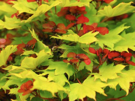 Photo for Golden leaves and red flowers on a golden leaved Japanese maple shrub, Acer shirasawanum Aureum - Royalty Free Image