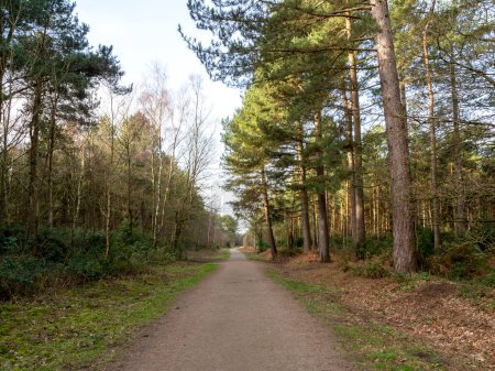 Téléchargez les photos : Footpath through pine trees in sunlight in Wheldrake Woods, North Yorkshire, England - en image libre de droit