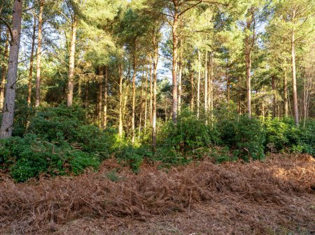 Téléchargez les photos : Winter colours in the bracken and pine trees in Wheldrake Woods, North Yorkshire, England - en image libre de droit