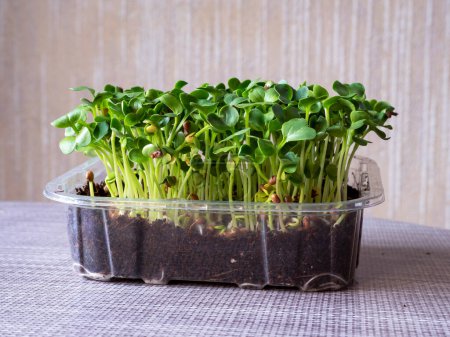 Photo for Radish Daikon microgreens growing in coconut coir in a clear plastic punnet - Royalty Free Image