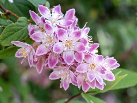 Photo for Closeup of the pretty pink blossom of Deutzia x hybrida Strawberry Fields - Royalty Free Image