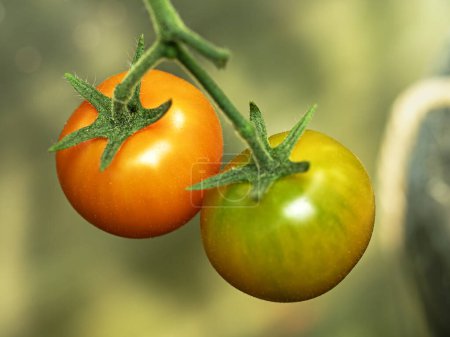 Closeup of ripe and unripe Sungold tomatoes on the plant