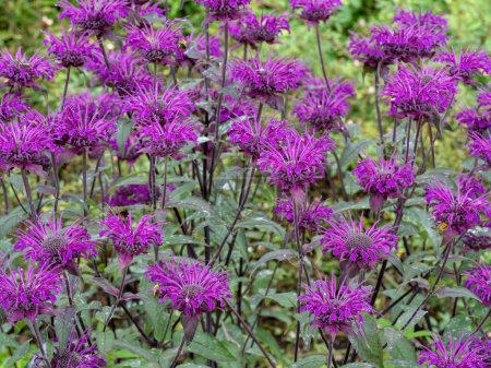 Téléchargez les photos : Gros plan de belles fleurs pourpres de baume d'abeille Monarda dans un jardin - en image libre de droit