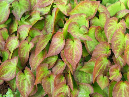 Téléchargez les photos : Gros plan des feuilles panachées vertes et rouges d'une barrenwort, Epimedium pinnatum - en image libre de droit