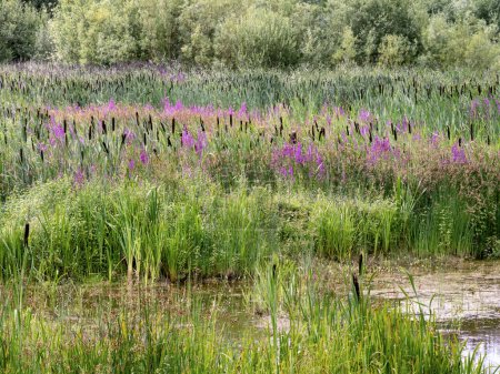 Photo for Purple loosestrife Lythrum salicaria, reeds and bulrushes at Fairburn Ings, West Yorkshire, England - Royalty Free Image
