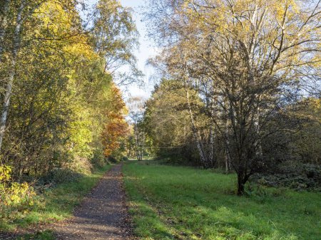 Téléchargez les photos : Chemin à travers les arbres avec feuillage d'automne à Potteric Carr, Yorkshire du Sud, Angleterre - en image libre de droit
