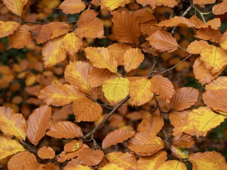 Foto de Primer plano de hermosas hojas de invierno marrones y naranjas en un haya Fagus sylvatica - Imagen libre de derechos