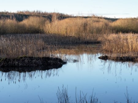 Photo for Golden reeds and reflections in wetlands at Fairburn Ings Nature Reserve, West Yorkshire, England - Royalty Free Image