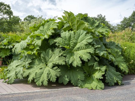 Photo for Massive green leaves of a Chilean rhubarb plant, Gunnera tinctoria, growing in a garden - Royalty Free Image