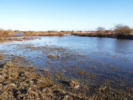 Téléchargez les photos : Vue sur les prairies inondées chaque année à Wheldrake Ings Nature Reserve, North Yorkshire, Angleterre - en image libre de droit