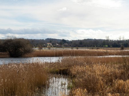 Schilfbeete und Feuchtbiotope im Staveley Nature Reserve in North Yorkshire, England
